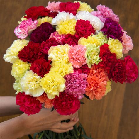 Assorted Colors Mothers Day Carnation Flowers Fiftyflowers