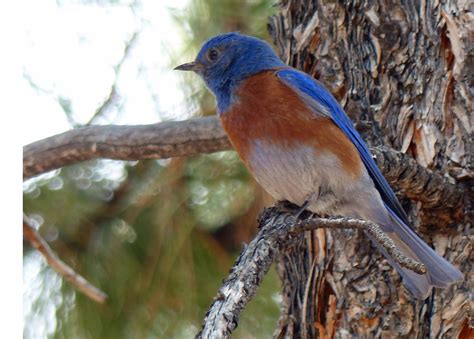 Western Bluebird - BirdWatching