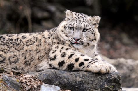 Snow Leopards And Humans Earth Wise