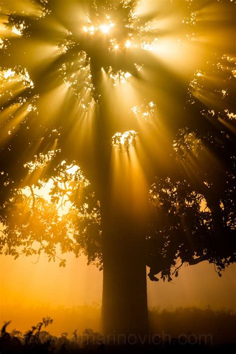 Sun Shining Through The Trees Photographer Wayne Marinovich Nature