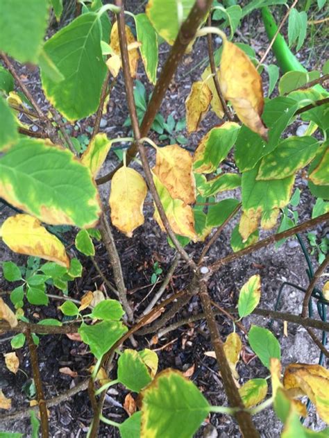 Yellow hydrangea 20 bush new artificial silk flower home decors us bp2104. Limelight hydrangea have yellow leaves