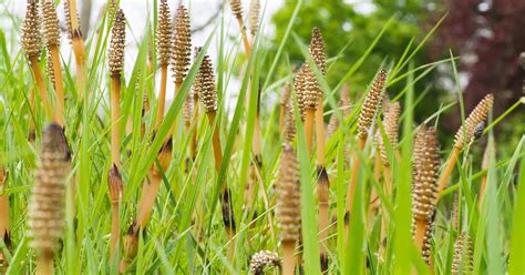 Horsetail Benefits Uses And Side Effects