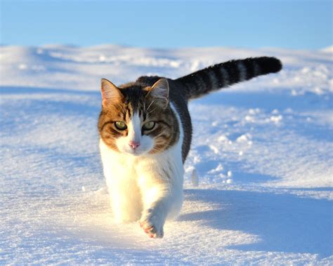 Wallpaper Cute Cat Walking In The Snow Winter 1920x1200 Hd Picture Image