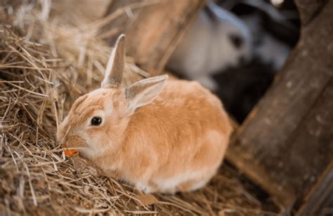 The Best Rabbit Hay - 2022 Guide & Reviews - Animal Corner