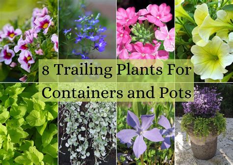 8 Trailing Plants For Containers And Pots Real Men Sow