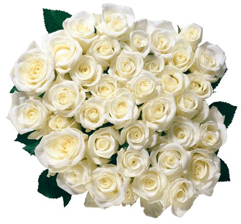 Bouquet Of White Roses Transparent Png Stickpng
