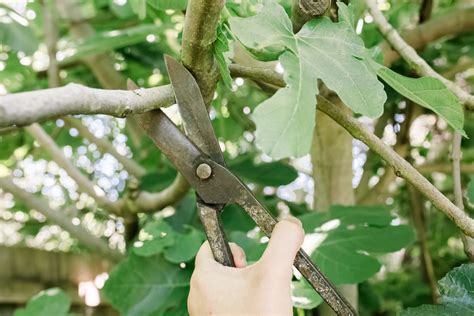 How To Prune Fig Trees
