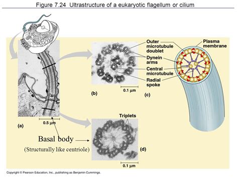 Biología1 C201 Estructuras No Membranosas