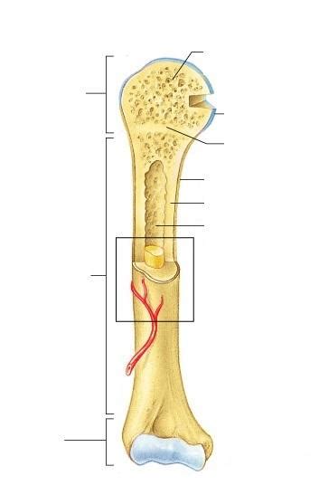 The delicate connective tissue layer lining the inside surface of compact bone. Print Exercise 9: Overview of the Skeleton: Classification ...