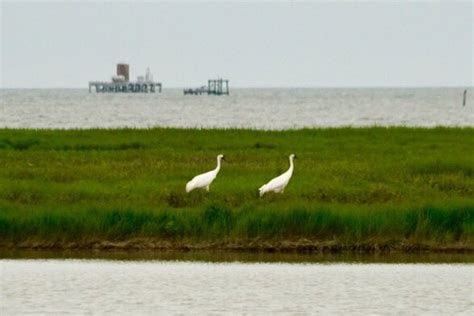 Aransas National Wildlife Refuge Austwell 2019 All You Need To Know