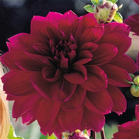 Maybe you would like to learn more about one of these? Dahlia - Dinner Plate Babylon Red | ~FLOWERS-Dahlia ...