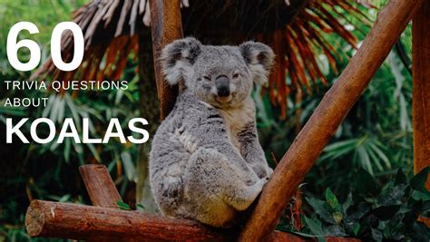 Quiz Are You Koalafied To Answer These 60 Unbearably Cute Questions