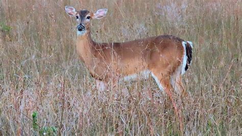 Whitetail Deer On The Florida Prairie A Meditation Youtube