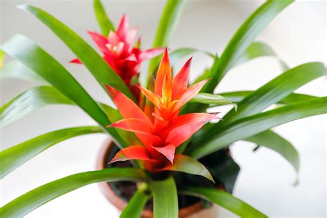 Best Indoor Flowering Plants Australia Better Homes And Gardens