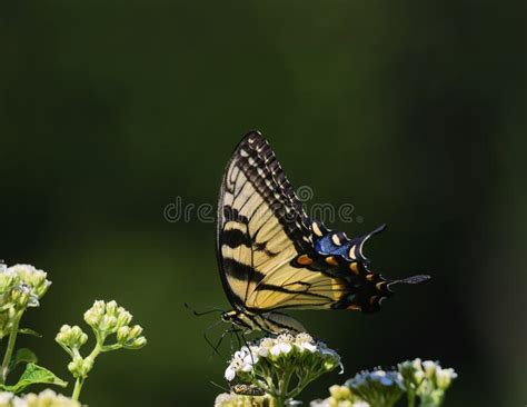 Swallowtail Butterfly And Guest Stock Photo Image Of Lepidoptera