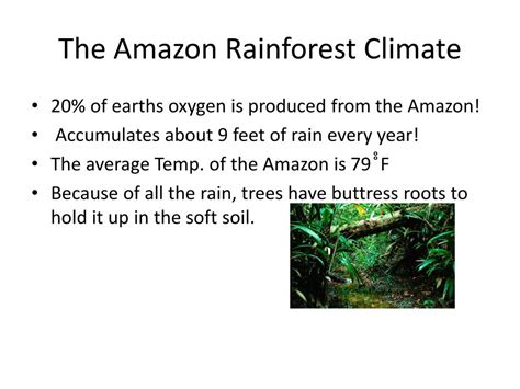 Ppt Amazon Rainforest Powerpoint Presentation Free Download Id2108318