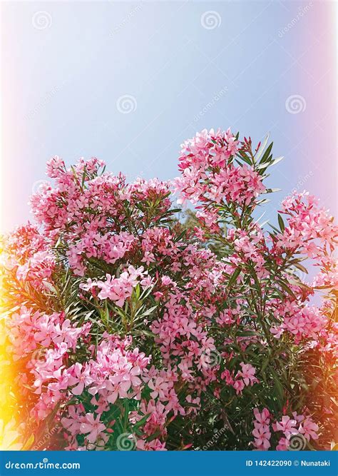 Pink Blooming Flowers Of Oleander On The Branches Stock Photo Image