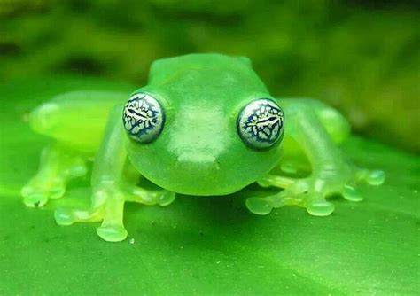 Very Cool Frog Frogsn Toads Pinterest