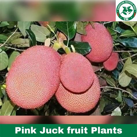 Fruit Plants In Jabalpur फल का पौधा जबलपुर Latest Price And Mandi Rates From Dealers In Jabalpur