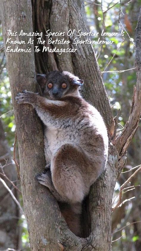 Amazing Betsileo Sportive Lemur Em 2022 Cerrado Brasileiro