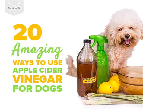 20 Amazing Ways To Use Apple Cider Vinegar For Dogs