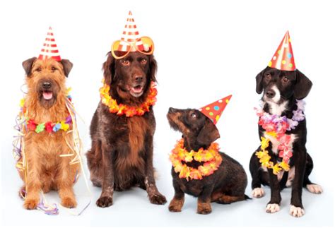 Happy Party Dogs Stock Photo Download Image Now Istock