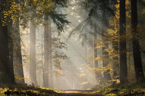 How To Photograph Sun Rays In A Forest Petapixel