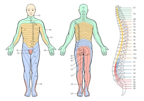 Sensory Dermatomes Of The Body Stepwards
