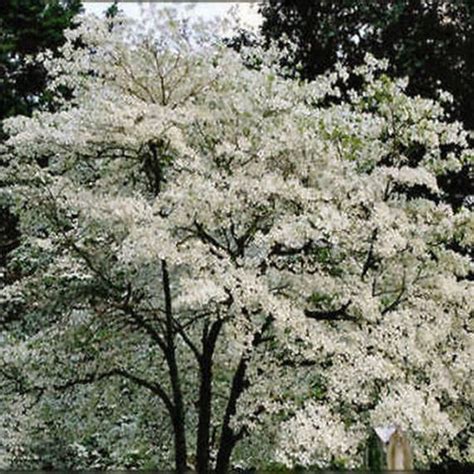 Find out how to grow can care for dogwood trees and their charming attributes. Flowering DOGWOOD, white, pink, red, 10, 50, 1 oz, 4 oz, 1 ...