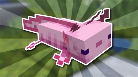Everything There Is To Know About Axolotls In Minecraft 120 Youtube