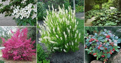 Learn about 30 different bushes that are perfect for shady areas. 44 Shrubs for Shade | Best Shade Loving Shrubs | Balcony ...