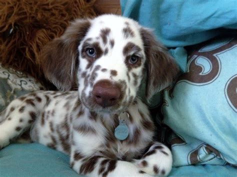 Long Haired Dalmatian Puppies Micheal Dudley
