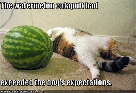 If you are talking about a kitten that is too young to eat anything other than from a mother but the mother is dead or otherwise. The watermelon catapult had exceeded the dog's ...
