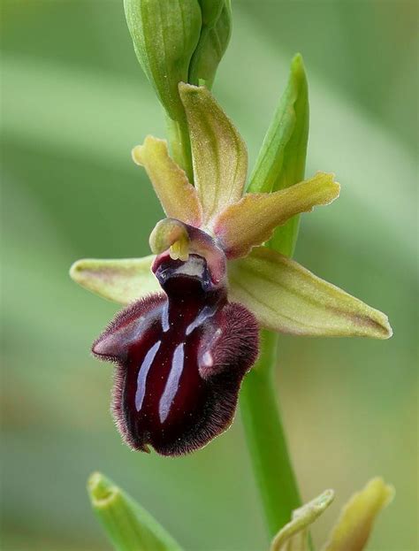 Pianta Intermedia Tra Ophrys Incubacea E Ophrys Sipontensis Beautiful Orchids Orchids Plants