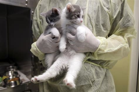 Animal Control Sees Rise In Cats Brought To Its Shelter