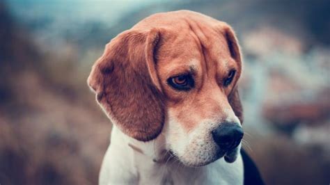 Beagle Dog Wallpaper Animals Hd Wallpapers