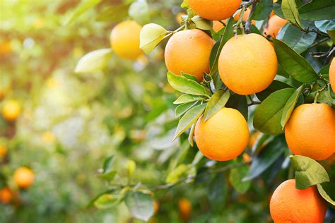 Citrus 61 115 Greater Trunk Growth In Young Naval Orange Trees