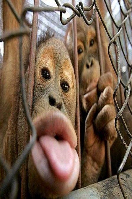 Funny Animal Funny Monkey Pictures Monkeys Funny Monkey Pictures