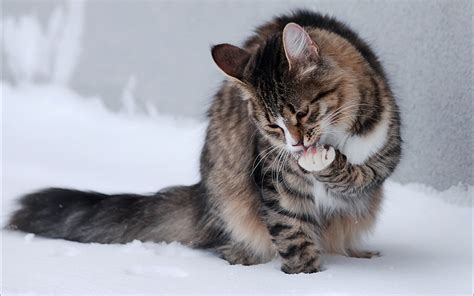 Winter Snow Cats Animals Outdoors Kittens Tv Shows