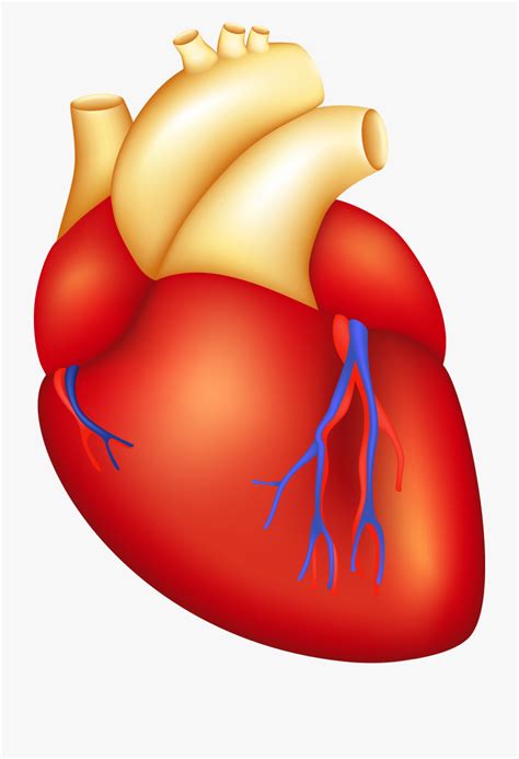 Heart Clipart Images Body Pictures On Cliparts Pub 2020 🔝