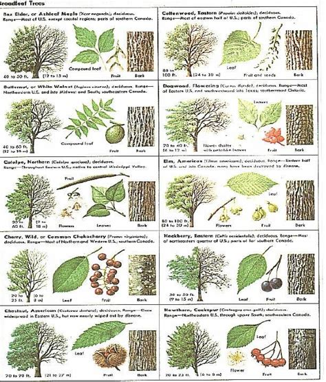 Broadleaf Tree Guide Tree Identification Trees To Plant Leaf
