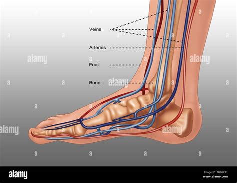 Anatomy Of Foot Illustration Stock Photo Alamy