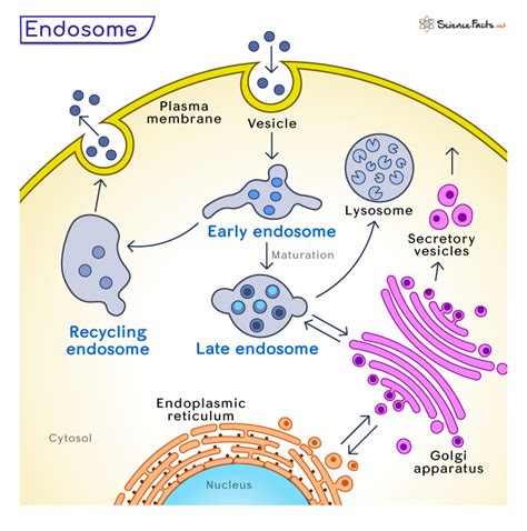 Endosome Definition Types Functions And Diagram