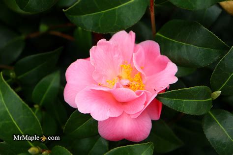 Buy Camellia Pink Icicles Pink Flowering Hardy Camellia — Mr Maple