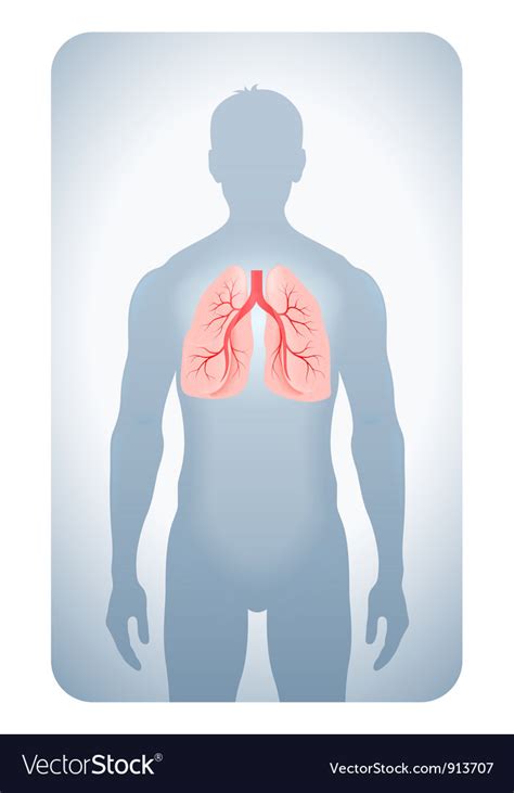 Lungs Highlighted Royalty Free Vector Image Vectorstock