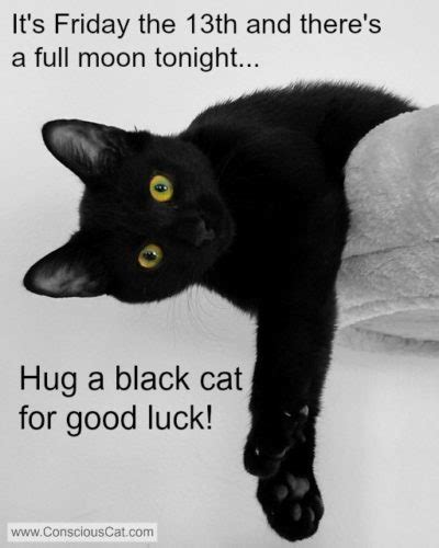 Black Cat Superstitions And Their Origins The Conscious Cat