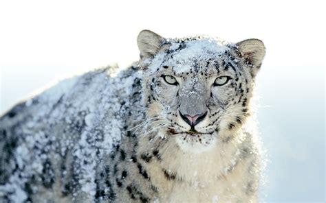 Snow Leopards Apple Inc Animals Leopard Wallpapers Hd