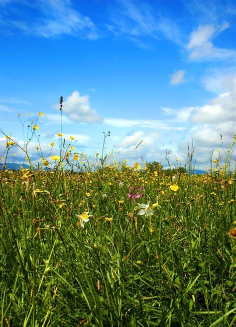 Beautiful Green Field Full Of Different Flowers Stock Image Image Of
