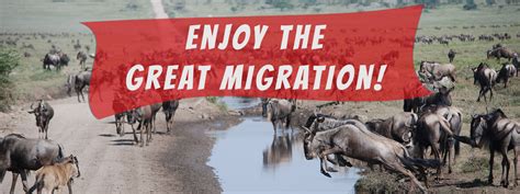 Great Migration Safari Ndutu Serengeti Savannah Explorers