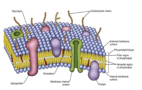Components And Layers Of Biological Membrane Download Scientific Diagram
